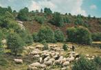 EPE Heide met Kudde, Verzenden, 1960 tot 1980, Gelopen, Gelderland