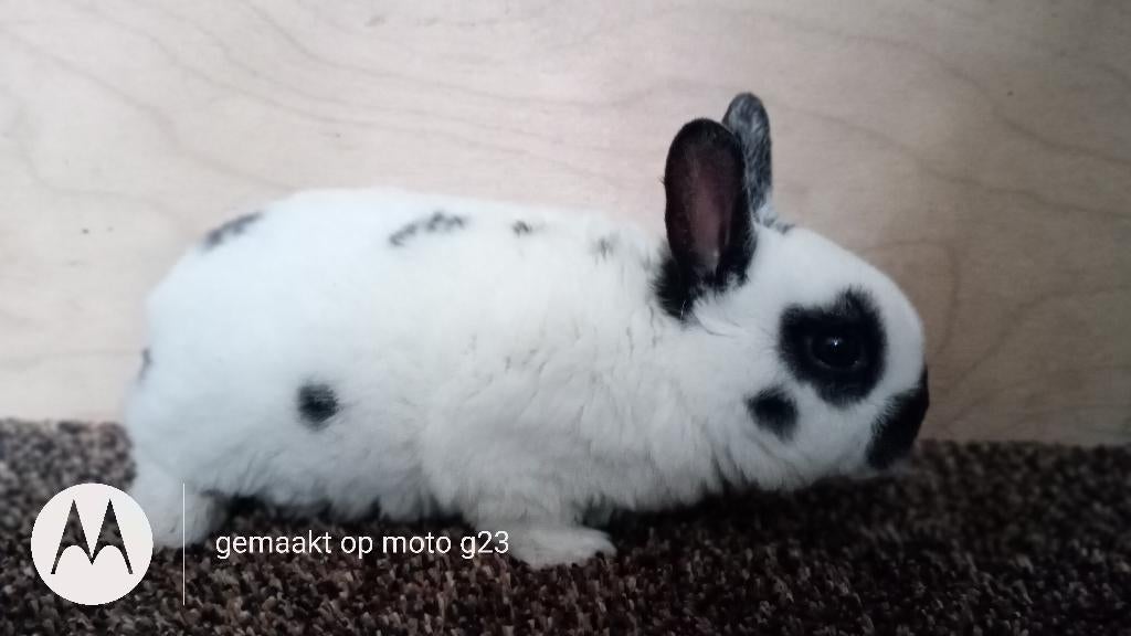 Rex dwerg rammetje in dalmatiner zwart., Dieren en Toebehoren, Mannelijk, Dwerg, 0 tot 2 jaar