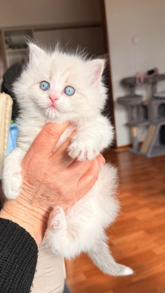 Britse Langhaar Kitten  1 poesje  grijs en 1 katertje wit, Meerdere dieren