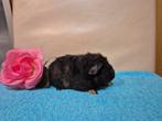 2 jonge US TEDDY cavia broertjes, Cavia, Februari, Mannelijk, Tam