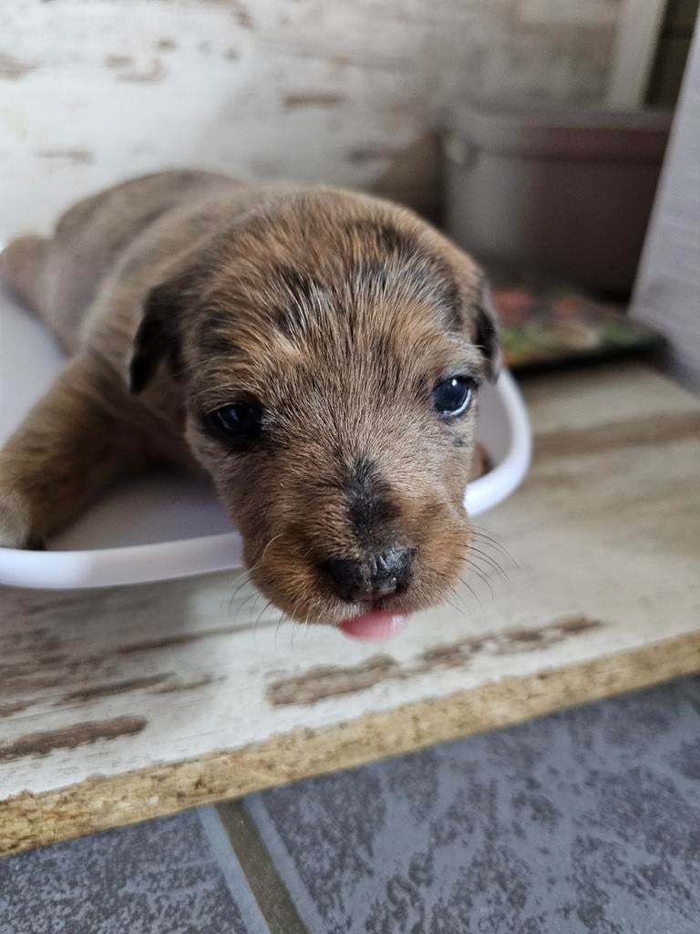 Jackrussel puppy,s, Jack Russell Terriër, 8 tot 15 weken, Teef, Parvo