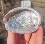 Abalone schelp parelmoer schelpen prachtige glans, Verzamelen, Mineralen en Fossielen, Ophalen of Verzenden, Schelp(en)