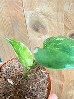 Monstera deliciosa variegata plant albo contorta noid mint, Huis en Inrichting, Kamerplanten, Ophalen of Verzenden, Halfschaduw