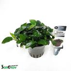 Anubias nana bonsaï, Ophalen of Verzenden, Nieuw, Plant(en), Steen of Hout