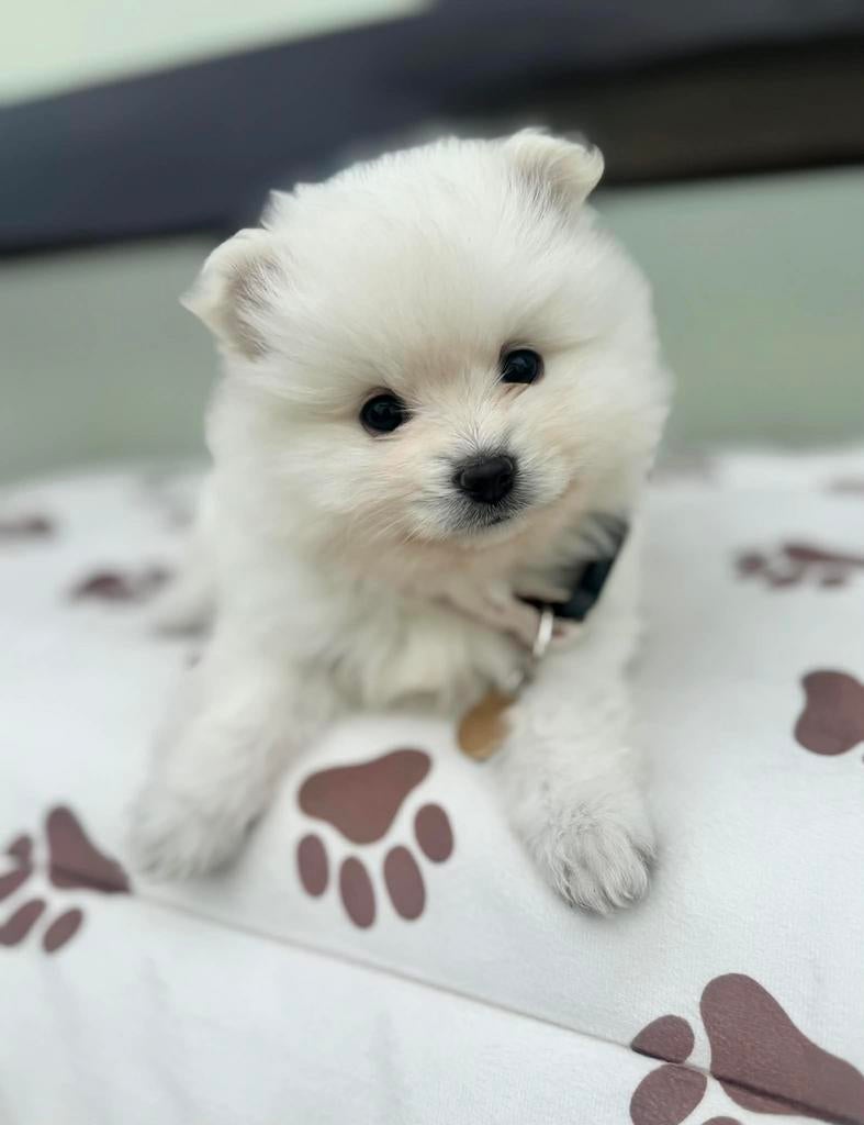 Pomeranian Pups, Overige rassen, 8 tot 15 weken, Teef, Meerdere