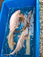 5 grote mooie koi, Karper of Koi