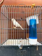 Waterslager kanarie met kooi