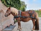 Ideal shetlandertuig 2 x enkel- of 1 x tweespan, bijna nieuw, Dieren en Toebehoren, Ophalen, Overige soorten