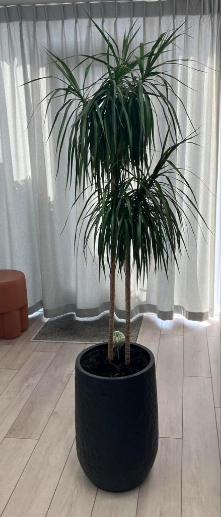 Grote Dracaena plant inclusief pot, Huis en Inrichting, Kamerplanten, Overige soorten, 150 tot 200 cm, Groene kamerplant, Halfschaduw