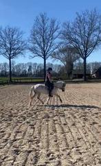 A-Pony te koop, B, A pony (tot 1.17m), 7 tot 10 jaar, Merrie
