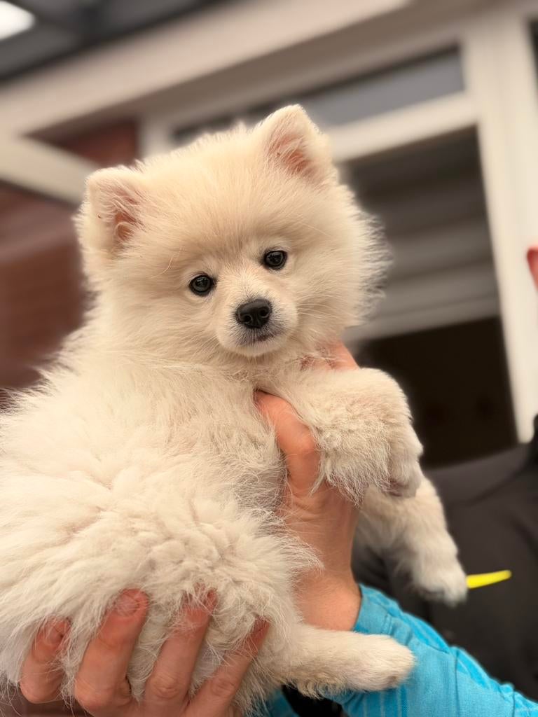 Mooie witte Pomeriaan 5 maand, Dieren en Toebehoren, Honden | Poolhonden, Keeshonden en Oertypen, Particulier, 15 weken tot 1 jaar