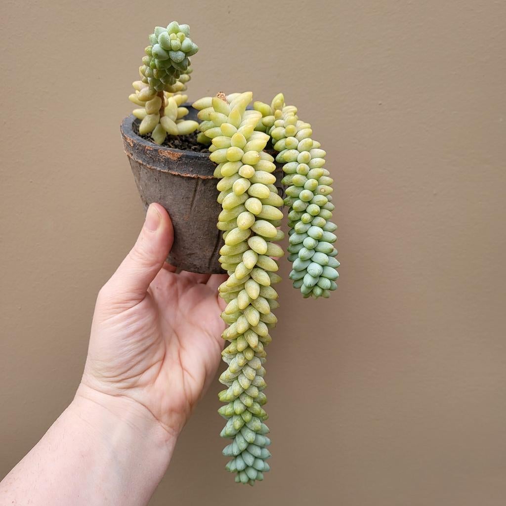 Sedum Morganianum var. Burrito Hangplant, Huis en Inrichting, Kamerplanten, Verzenden, Vetplant, Halfschaduw, Minder dan 100 cm