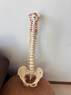 Anatomisch model wervelkolom, Ophalen of Verzenden, Zo goed als nieuw