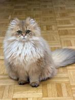 BLH Met stamboom, Kater, Met stamboom, 0 tot 2 jaar