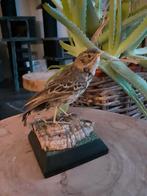Taxidermie,Taxidermy Opgezette "boompieper", Verzamelen, Ophalen of Verzenden, Gebruikt, Vogel, Opgezet dier