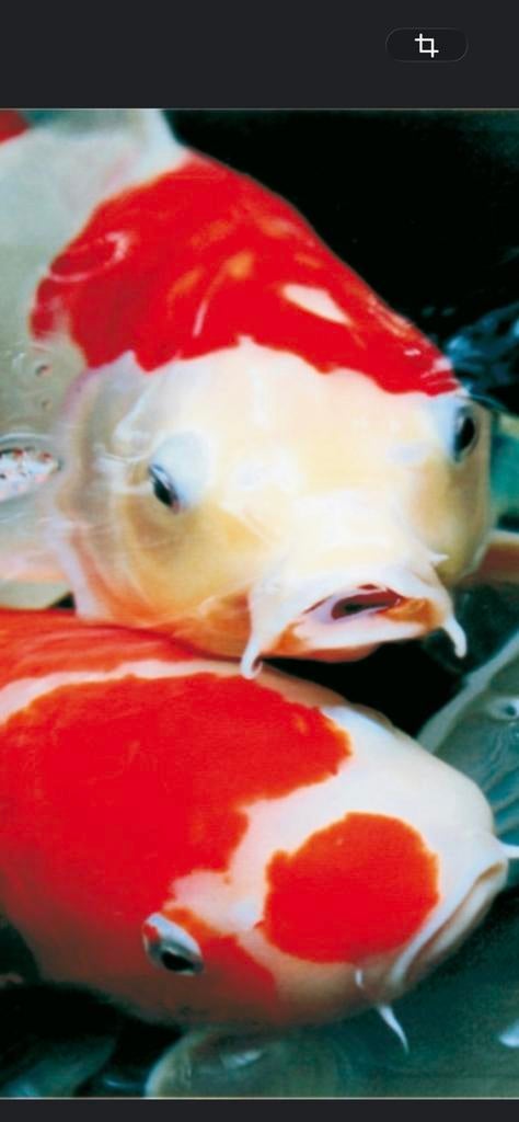Koi karpers gezocht., Dieren en Toebehoren, Karper of Koi