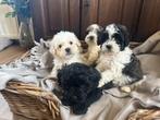 Poedel X boomer pups te koop, Poedel, Nederland, 8 tot 15 weken, Meerdere