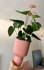 Anthurium in roze Elho Vibes Coupe pot, Ophalen of Verzenden, In pot, Halfschaduw, Minder dan 100 cm