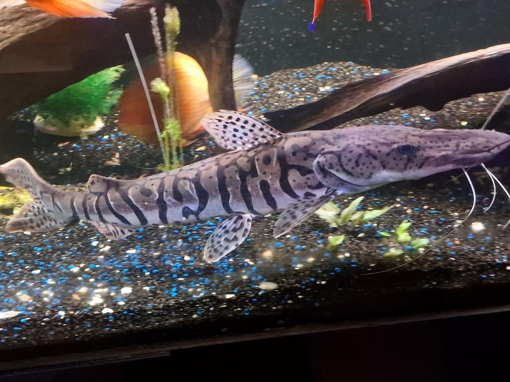 Grote tijgermeerval, Vis