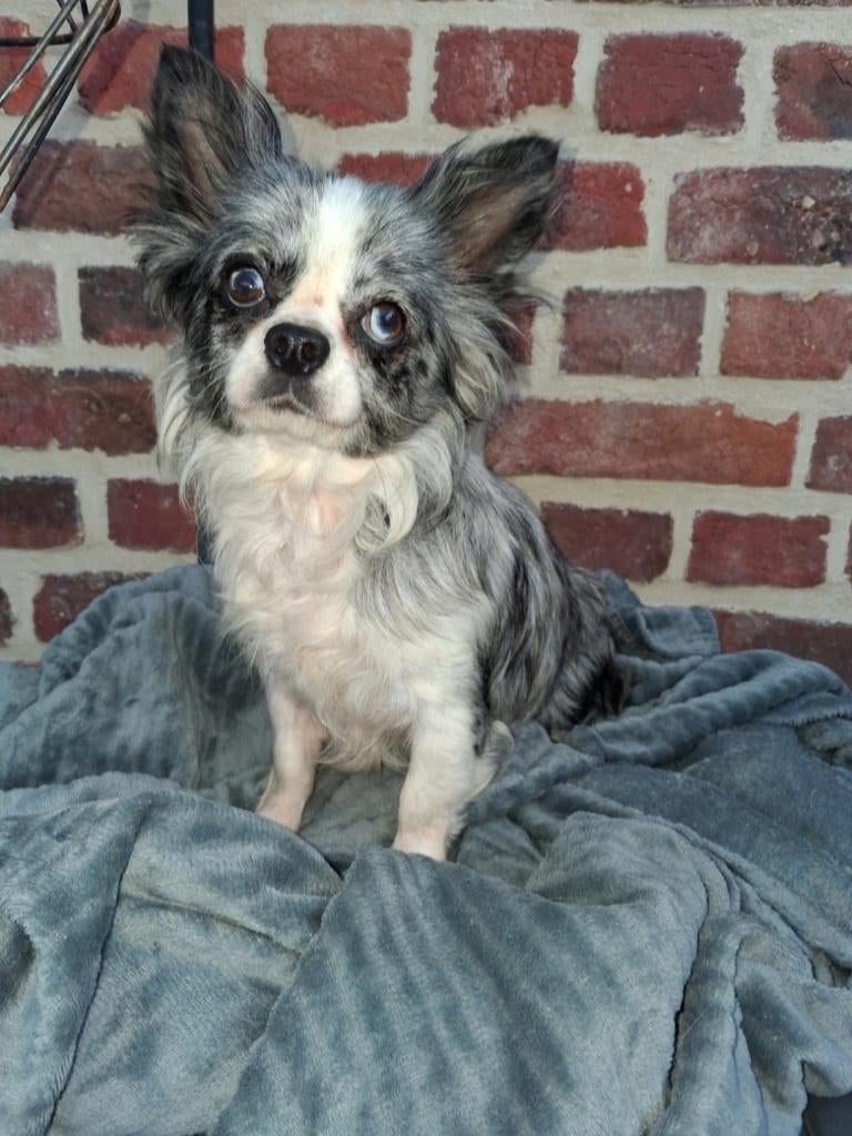 chihuahua merle teefje, België, Particulier, 1 tot 2 jaar, Teef