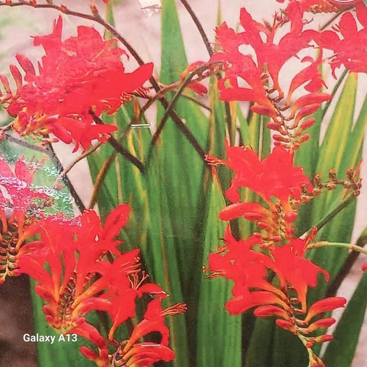 Bloemzaad voor levendige rode bloemen - Crocosmia, Tuin en Terras, Bloembollen en Zaden, Zaad, Voorjaar, Volle zon, Ophalen of Verzenden