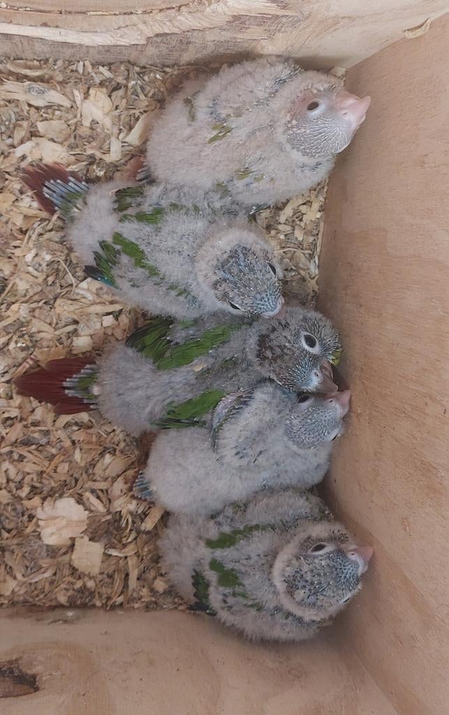 Jonge pyrrhura's Molinea hypoxantha, Geslacht onbekend, Parkiet, Geringd