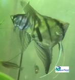 Maanvis "Mix", Dieren en Toebehoren, Vis, Zoetwatervis, Schoolvis