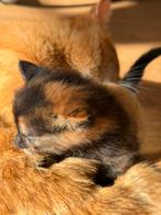 Lapjes Er is nog één kitten beschikbaar foto1, Meerdere dieren