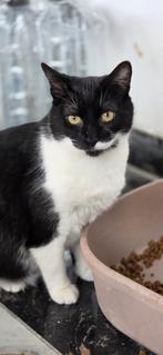 Puma zoekt een baasje, Dieren en Toebehoren, Katten en Kittens | Overige Katten, Poes, Kortharig, 0 tot 2 jaar