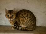Kat bengaal vrouwtje 3 jaar gratis, Poes