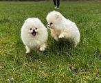 Pomeranian, Dieren en Toebehoren, België, Particulier, Keeshond, Reu
