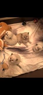 Mooie en lieve ragdoll kittens, Kater, Gechipt, 0 tot 2 jaar