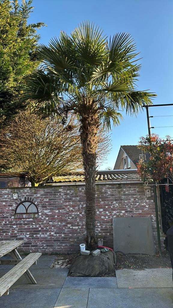 Grote winterharde Palmboom, 250 tot 400 cm, Zomer, Palmboom, Ophalen