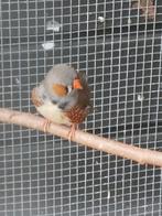 Forse split charcoal zebravinken bruin, Meerdere dieren