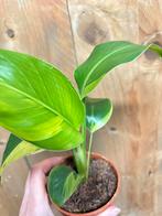 Strelitzia nicolai variegata plant aurea yellow lemon lime, Huis en Inrichting, Kamerplanten, Ophalen of Verzenden, Halfschaduw