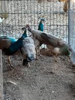 Pauwen, Mannelijk, Overige soorten