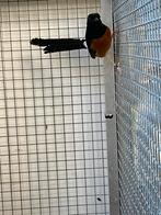 Schamalijster man 2025, Dieren en Toebehoren, Vogels | Overige Vogels, Mannelijk