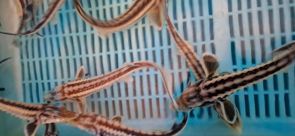 Diamantsteur Guldenstatii 35-40 CM, Steur