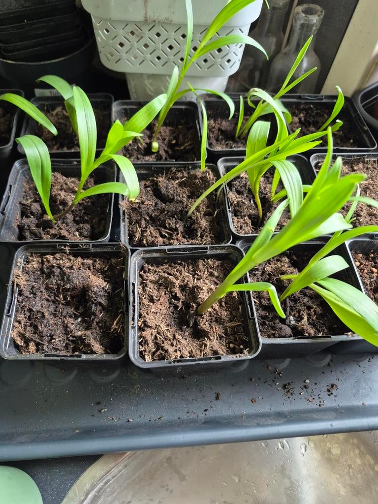 Roze lelie, Ophalen, Overige soorten, Volle zon