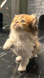2 prachtige langharige kater kittens te koop, Kater, 0 tot 2 jaar