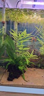 Volledig ingericht aquariun te koop 60L, Vis