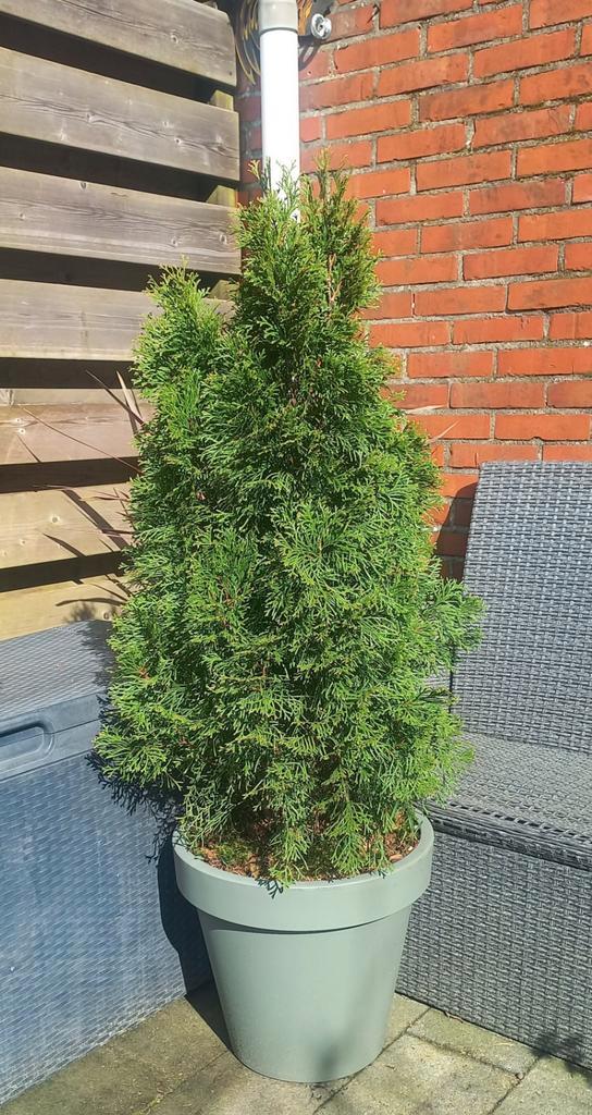 Conifeer in pot, Tuin en Terras, Planten | Tuinplanten, Vaste plant, Overige soorten, Volle zon, Bloeit niet, Ophalen of Verzenden