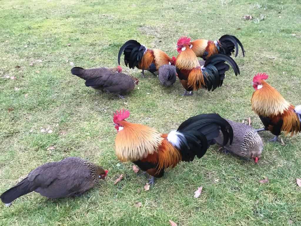 Diverse hollandse kriellen te koop , wildkleur/patrijs ., Dieren en Toebehoren, Pluimvee, Meerdere dieren, Kip
