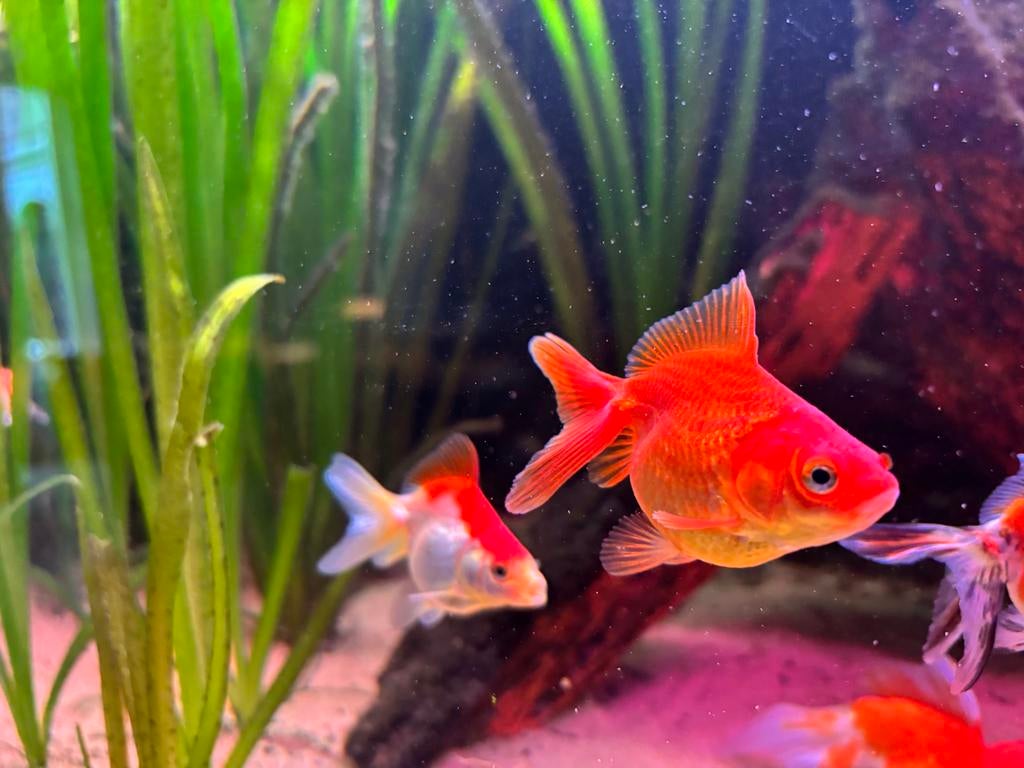 Sluierstaart/sluierstaarten/goudvis, Dieren en Toebehoren, Vis