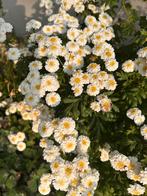 Schoonmaakster gezocht - Rucphen - 4u p/week