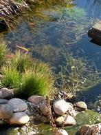 Vijver vissen, Ophalen, Zo goed als nieuw