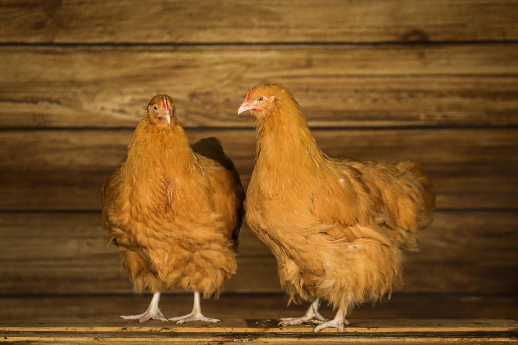 Orpington kriel kippen kuikens | Gesekst en Ingeënt, Vrouwelijk, Kip