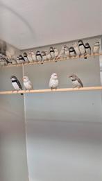 Diamantvinken | diverse mutaties | nu beschikbaar | De Toeka, Meerdere dieren