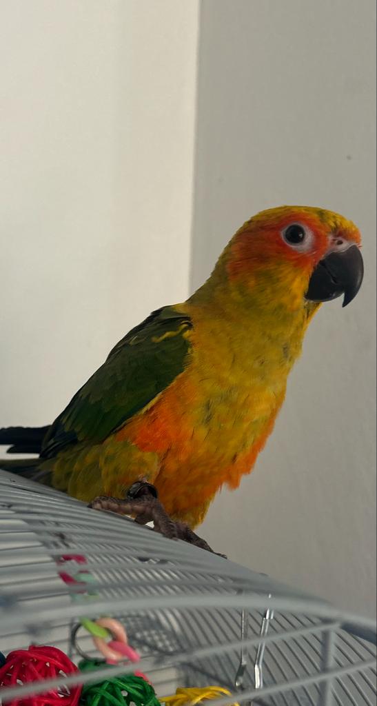 Zonparkiet half jaar oud, Dieren en Toebehoren, Vogels | Parkieten en Papegaaien, Papegaai, Vrouwelijk, Geringd