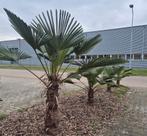 🌴 Palmboom Trachycarpus Wagnerianus wagnerpalm winterhard, Tuin en Terras, Planten | Bomen, Lente, Minder dan 100 cm, Palmboom